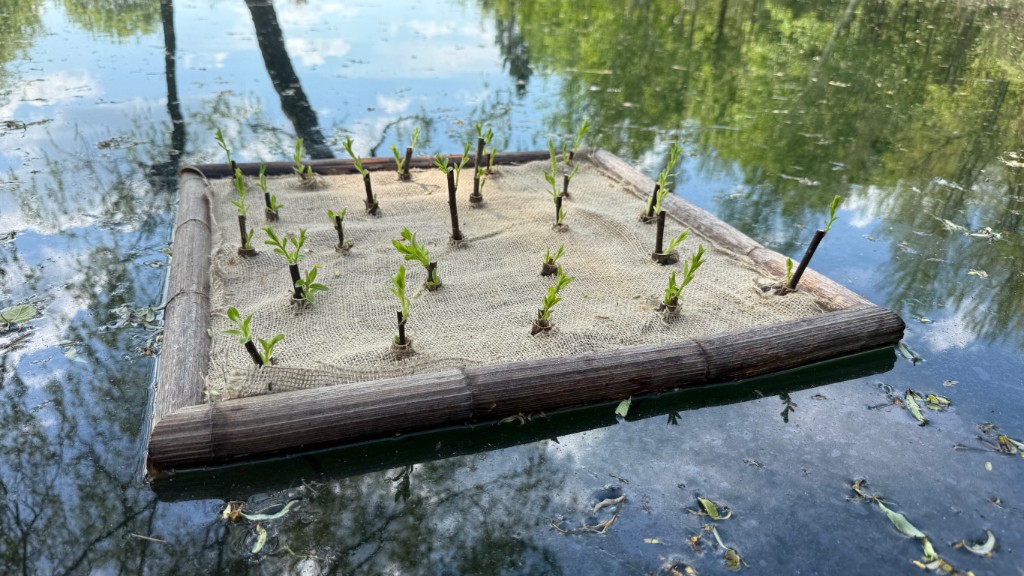 Square floating raft with willow cuttings in a grid, knotweed stalk frame visible at edges.
