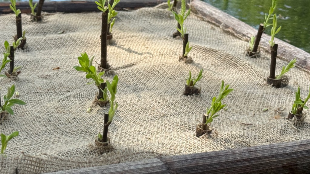 Close-up of willow rods sprouting green leaves through burlap on a floating raft frame.